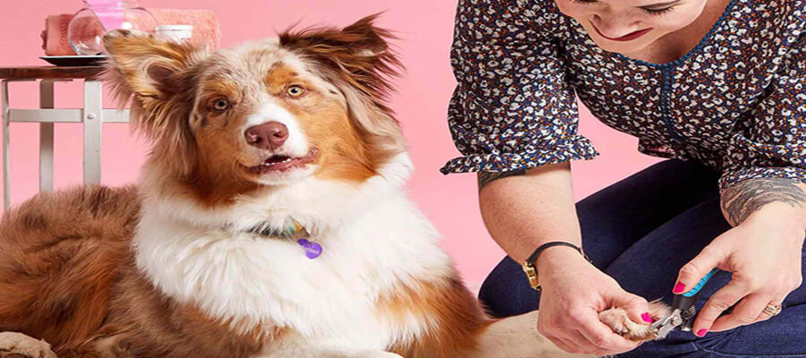 How to Trim Your Dog’s Nails Like a Pro